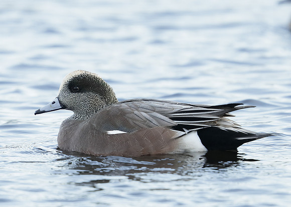 American Wigeon Mareca americana