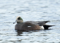 American Wigeon Mareca americana