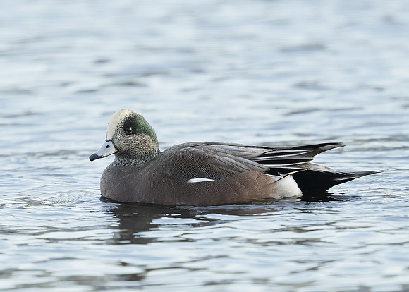American Wigeon Mareca americana