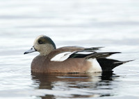 American Wigeon Mareca americana