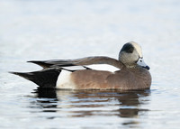 American Wigeon Mareca americana
