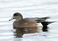 American Wigeon Mareca americana