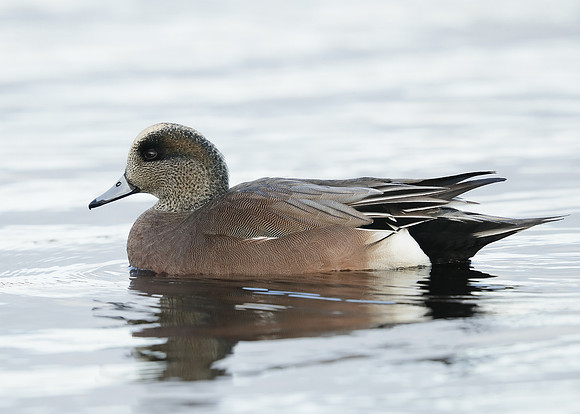 American Wigeon Mareca americana