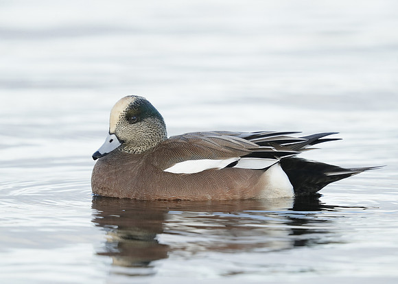 American Wigeon Mareca americana