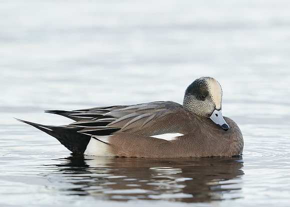 American Wigeon Mareca americana