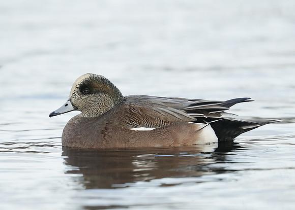 American Wigeon Mareca americana