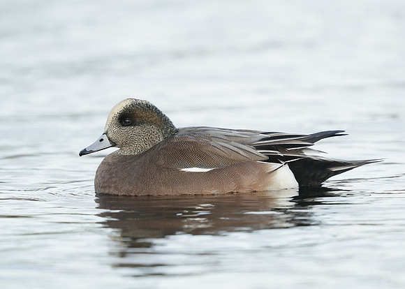 American Wigeon Mareca americana