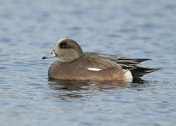 American Wigeon Mareca americana