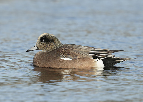 American Wigeon Mareca americana
