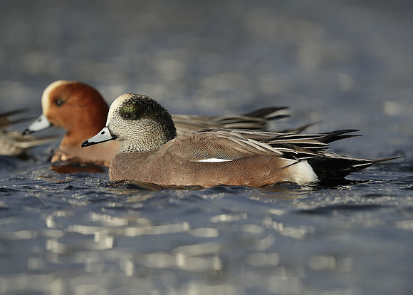 American Wigeon Mareca americana