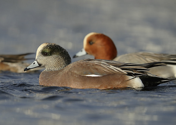 American Wigeon Mareca americana