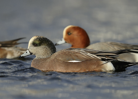 American Wigeon Mareca americana
