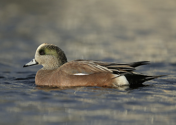 American Wigeon Mareca americana