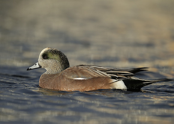 American Wigeon Mareca americana