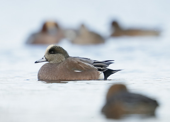 American Wigeon Mareca americana