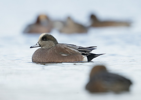 American Wigeon Mareca americana