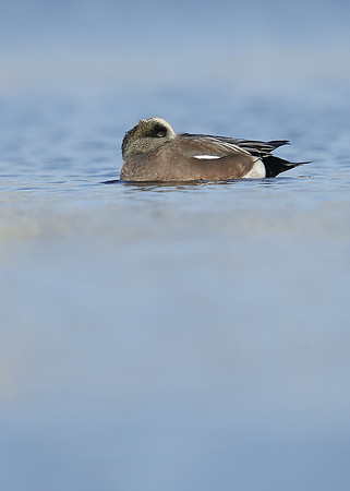 American Wigeon Mareca americana