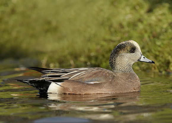American Wigeon Mareca americana