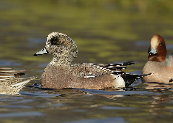 American Wigeon Mareca americana