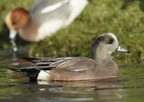 American Wigeon Mareca americana