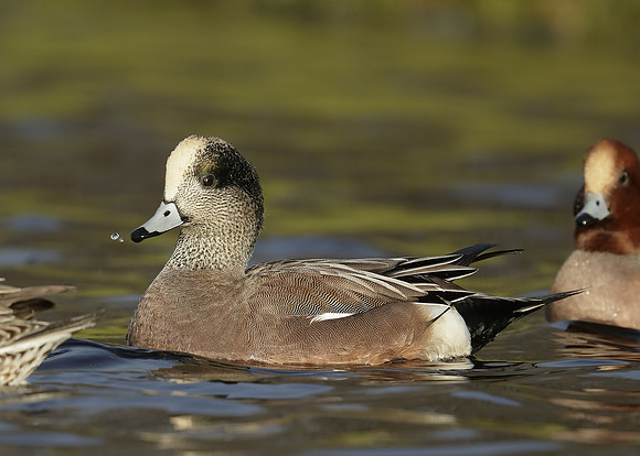American Wigeon Mareca americana