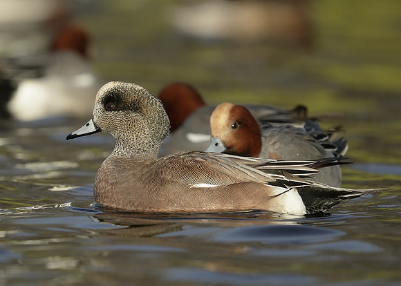 American Wigeon Mareca americana
