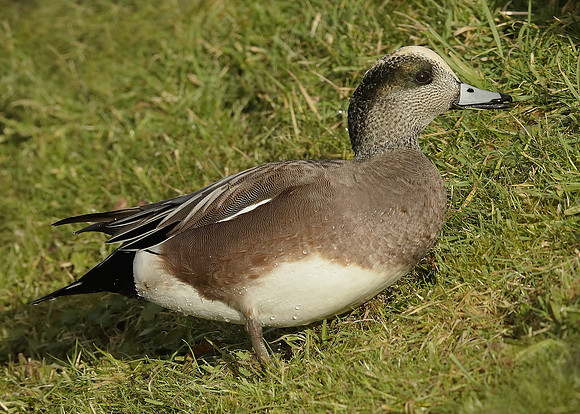 American Wigeon Mareca americana
