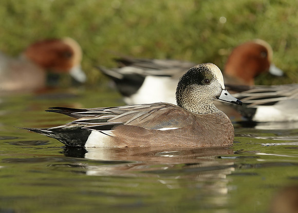 American Wigeon Mareca americana