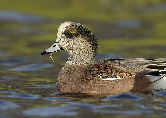 American Wigeon Mareca americana