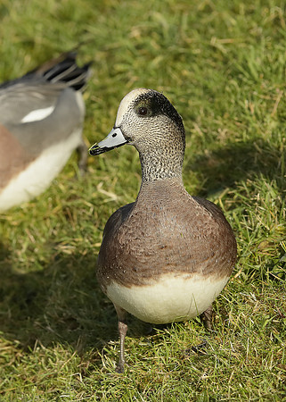 American Wigeon Mareca americana