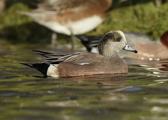 American Wigeon Mareca americana