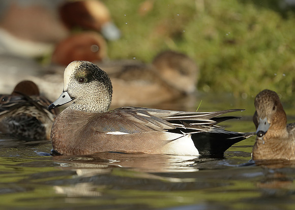 American Wigeon Mareca americana