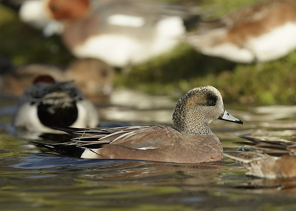 American Wigeon Mareca americana
