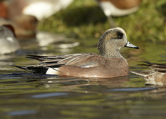 American Wigeon Mareca americana