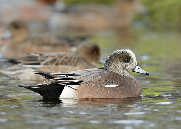 American Wigeon Mareca americana