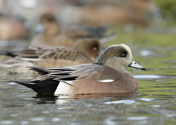 American Wigeon Mareca americana