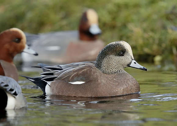 American Wigeon Mareca americana