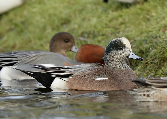 American Wigeon Mareca americana