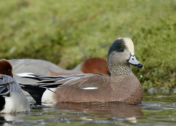 American Wigeon Mareca americana