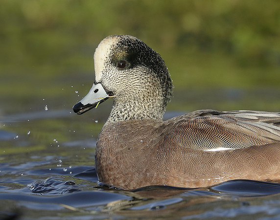 American Wigeon Mareca americana