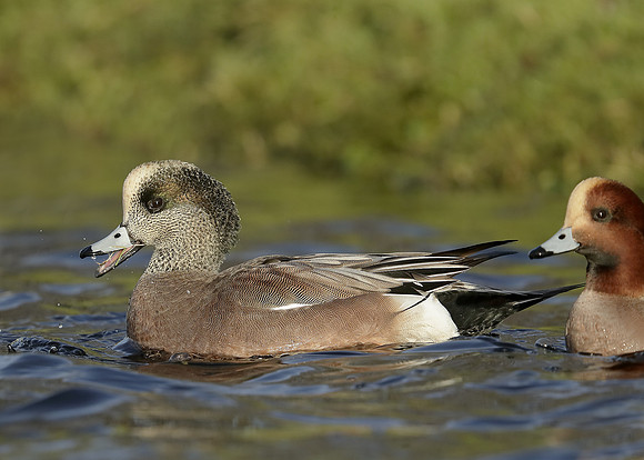 American Wigeon Mareca americana