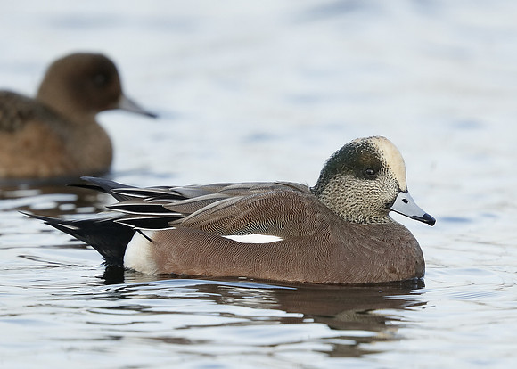 American Wigeon Mareca americana