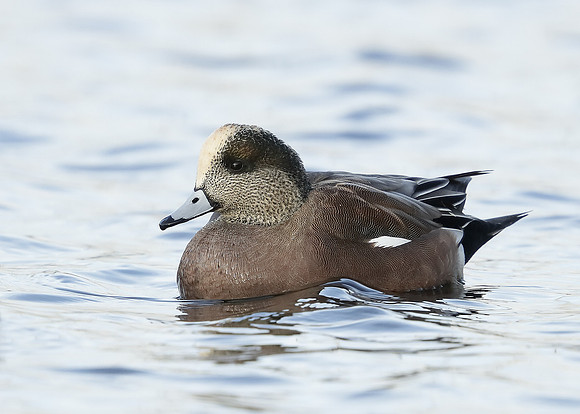 American Wigeon Mareca americana