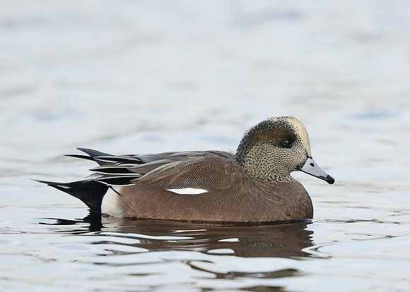 American Wigeon Mareca americana