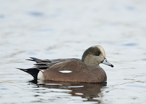 American Wigeon Mareca americana