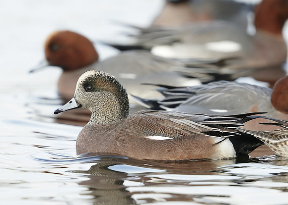 American Wigeon Mareca americana