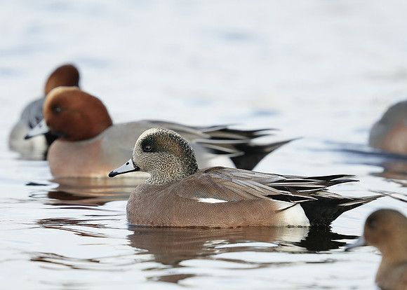 American Wigeon Mareca americana