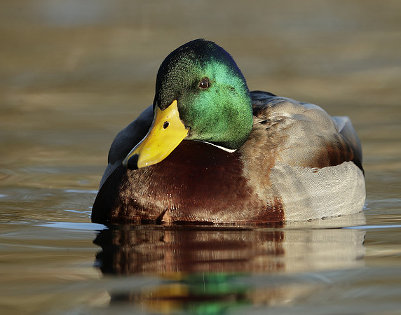 Mallard Anas  platyrhynchos