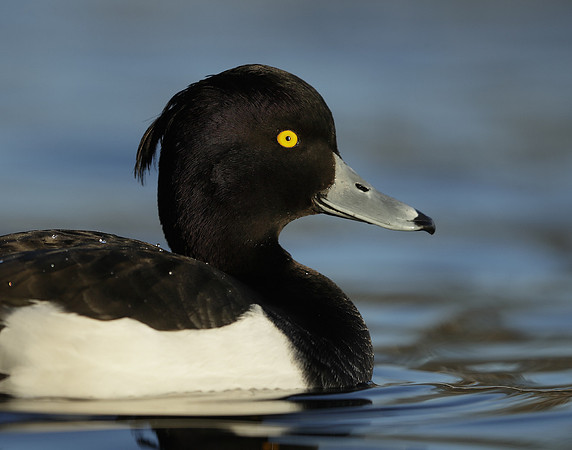 Tufted Duck Aythya fuligula