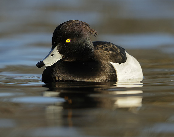 Tufted Duck Aythya fuligula